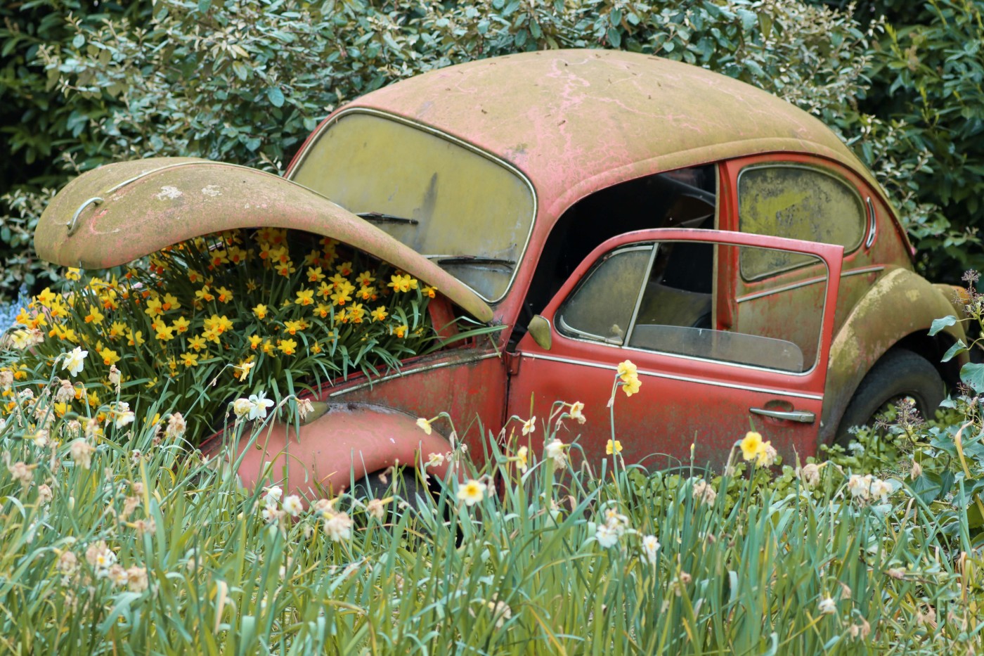 A classic beetle car with flowers growing from it.