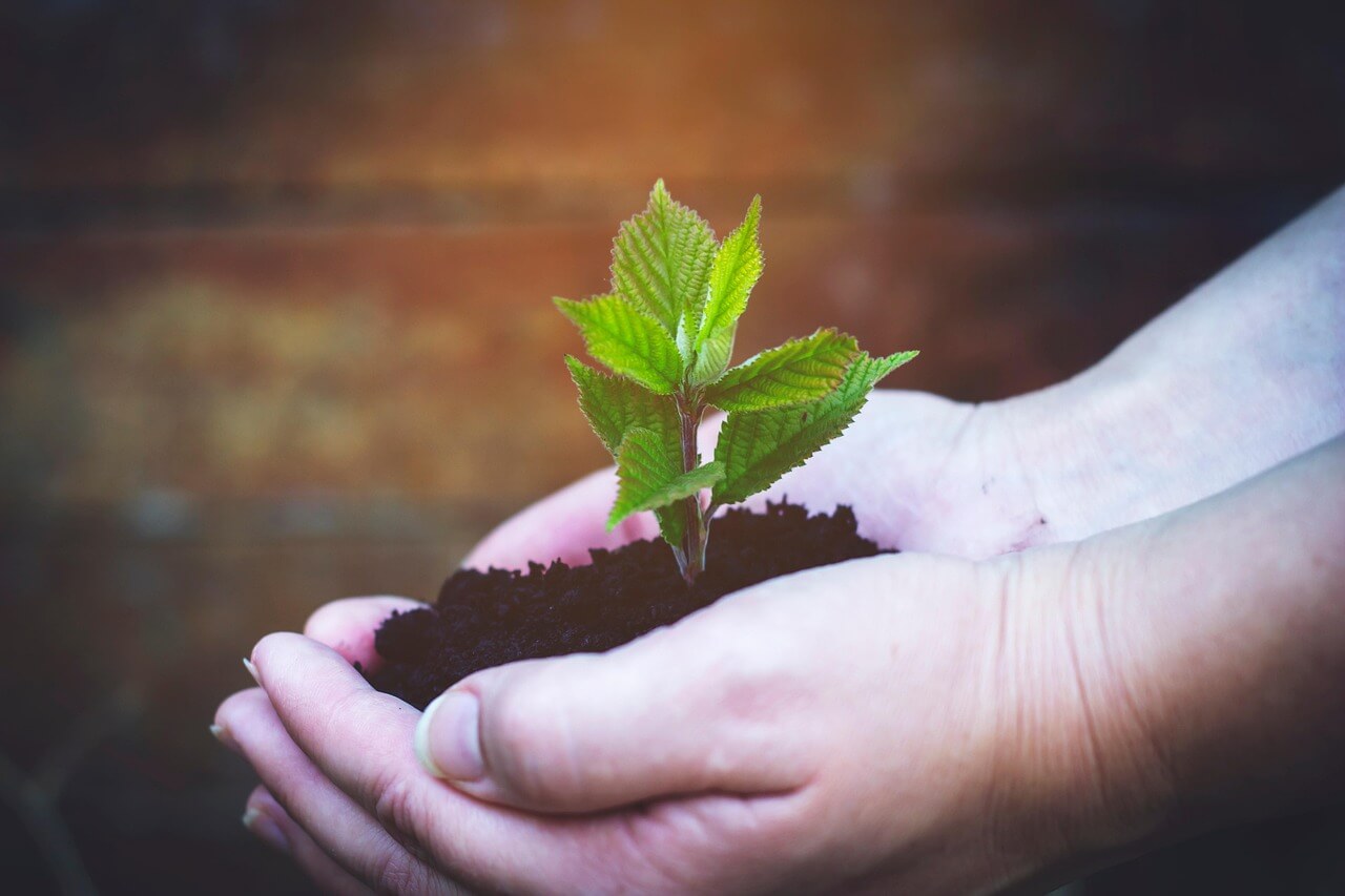 A small tree seedling being planted.